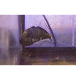 Blue Throat Triggerfish (Xanthichthys auromarginatus) Female