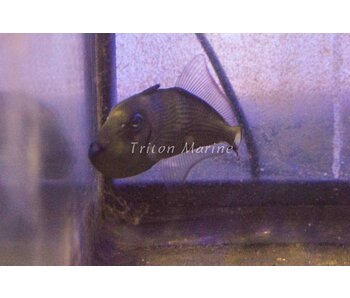 Blue Throat Triggerfish (Xanthichthys auromarginatus) Female