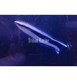 Cleaner Wrasse (Labroides dimidiatus)