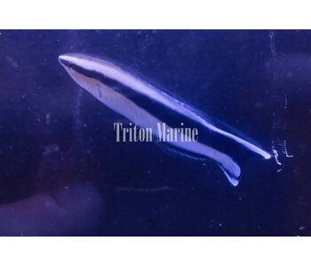 Cleaner Wrasse (Labroides dimidiatus)