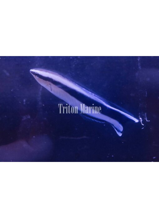 Cleaner Wrasse (Labroides dimidiatus)
