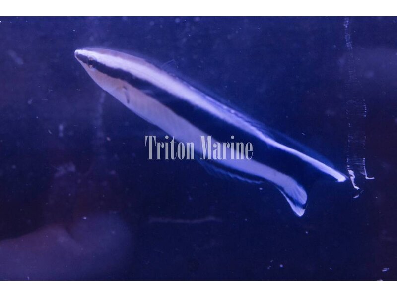 Cleaner Wrasse (Labroides dimidiatus)
