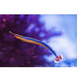 Banded Pipefish (Doryrhamphus dactylophorus)