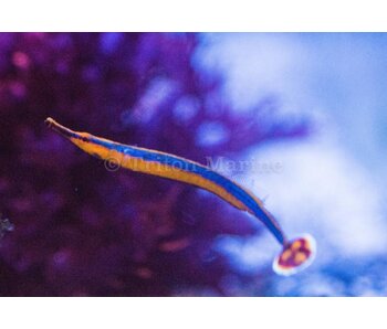 Banded Pipefish (Doryrhamphus dactylophorus)