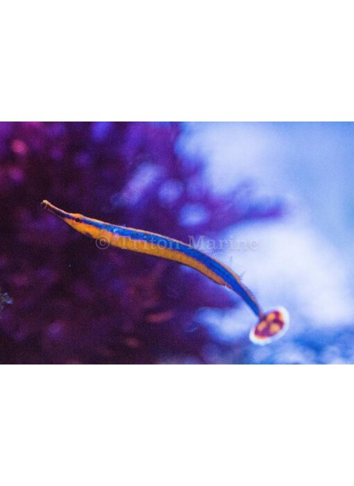 Banded Pipefish (Doryrhamphus dactylophorus)