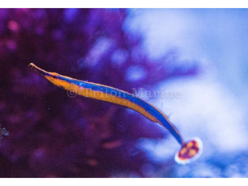 Banded Pipefish (Doryrhamphus dactylophorus)