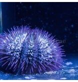 Pincushion Urchin (Lytechinus sp.)