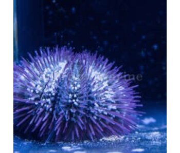 Pincushion Urchin (Lytechinus sp.)