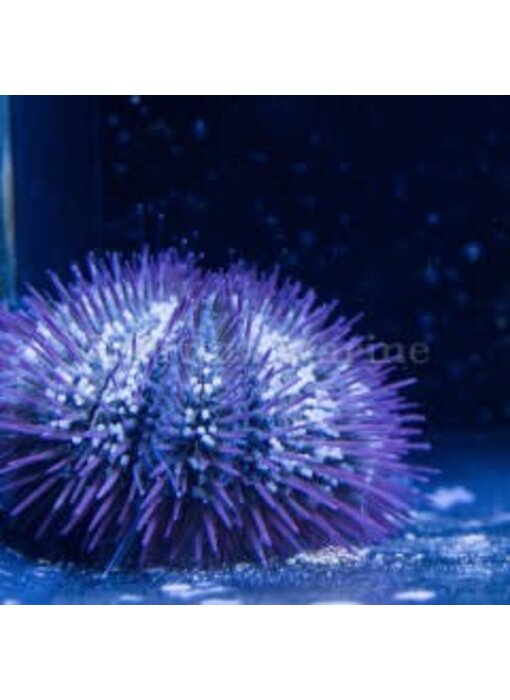 Pincushion Urchin (Lytechinus sp.)