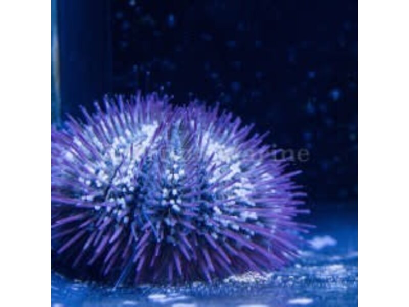Pincushion Urchin (Lytechinus sp.)