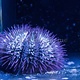 Pincushion Urchin (Lytechinus sp.)