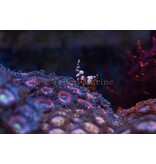 Sexy Anemone Shrimp (Thor amboinensis)