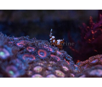 Sexy Anemone Shrimp (Thor amboinensis)