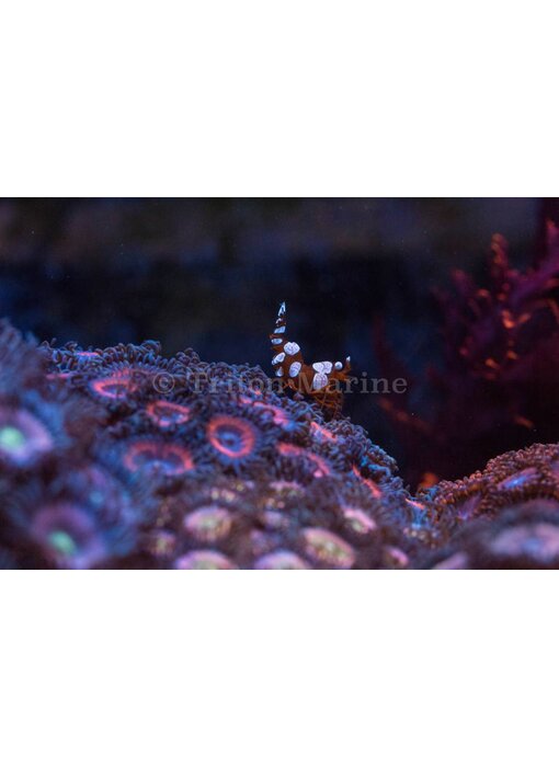 Sexy Anemone Shrimp (Thor amboinensis)