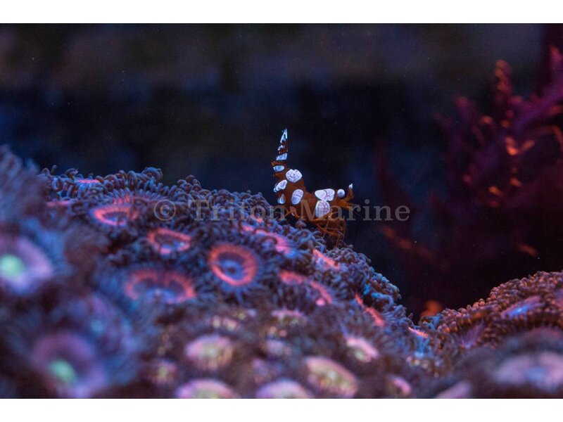 Sexy Anemone Shrimp (Thor amboinensis)