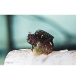 Starry Blenny (Salarias ramosus) G
