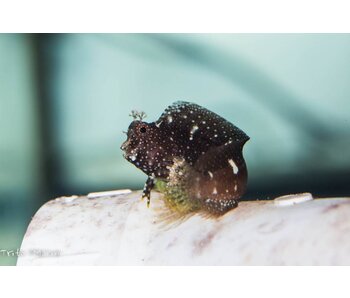 Starry Blenny (Salarias ramosus) G