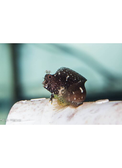 Starry Blenny (Salarias ramosus) G