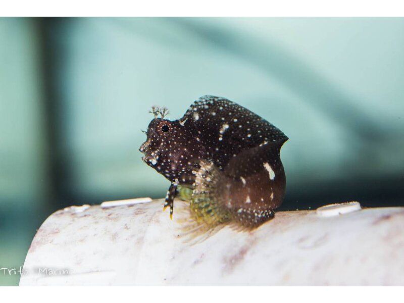 Starry Blenny (Salarias ramosus) G
