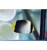 Singapore Angelfish (Chaetodontoplus mesoleucus)