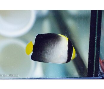 Singapore Angelfish (Chaetodontoplus mesoleucus)
