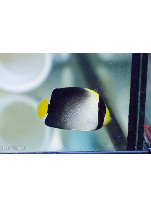 Singapore Angelfish (Chaetodontoplus mesoleucus)