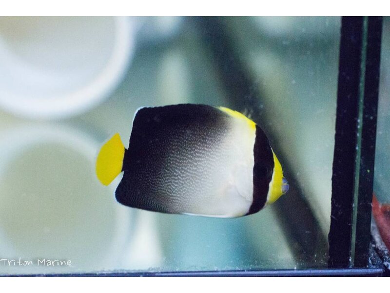 Singapore Angelfish (Chaetodontoplus mesoleucus)