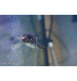 Stars & Stripes Puffer (Arothron hispidus) G