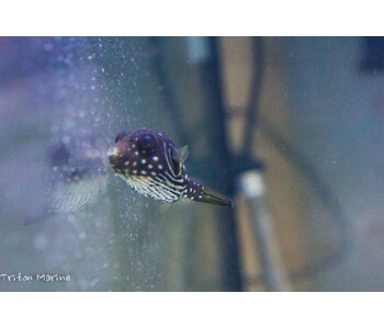 Stars & Stripes Puffer (Arothron hispidus) G