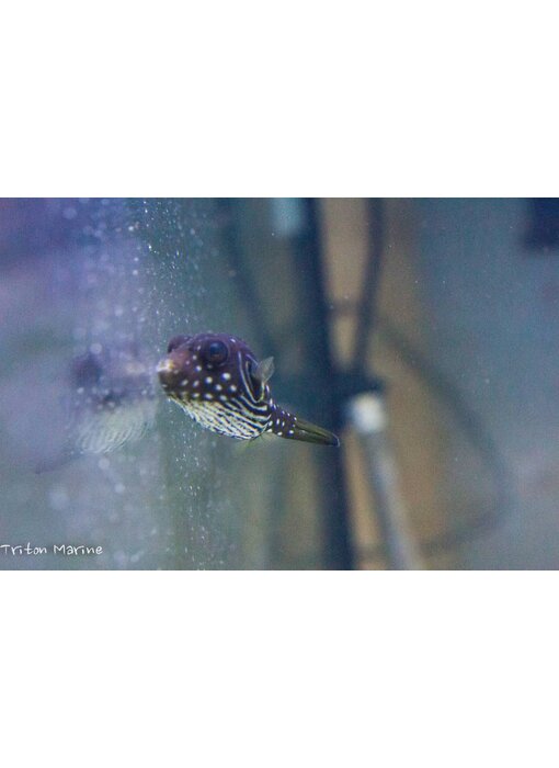 Stars & Stripes Puffer (Arothron hispidus) G