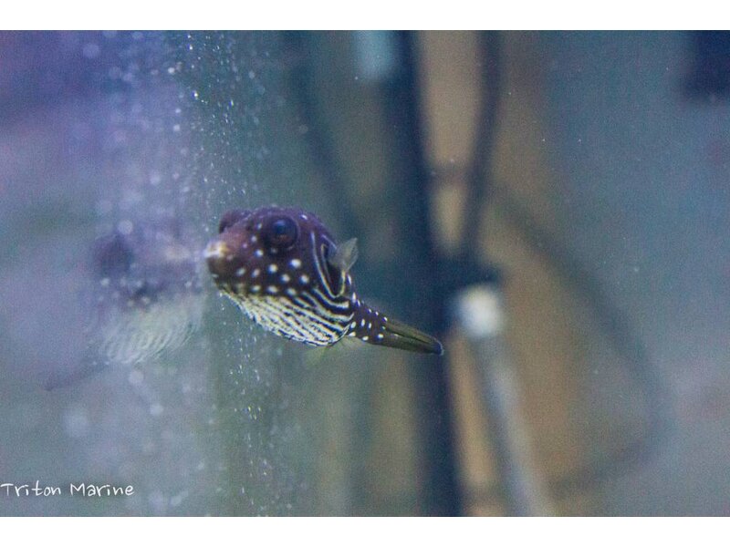 Stars & Stripes Puffer (Arothron hispidus) G