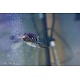 Stars & Stripes Puffer (Arothron hispidus) G