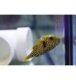 Scribbled Arothron Puffer (Arthron mappa)