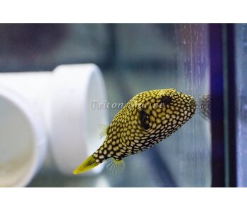 Scribbled Arothron Puffer (Arthron mappa)