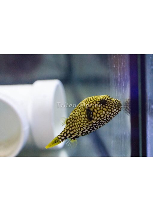 Scribbled Arothron Puffer (Arthron mappa)