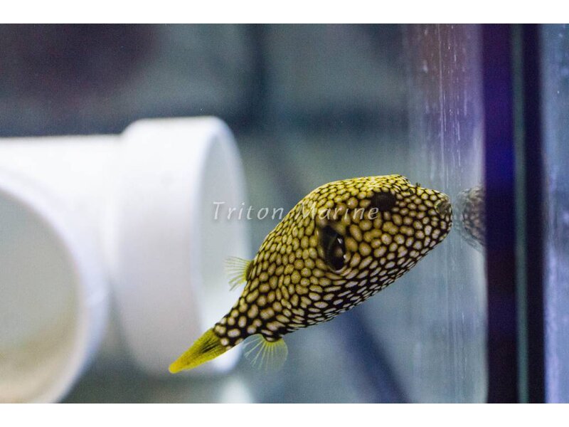 Scribbled Arothron Puffer (Arthron mappa)