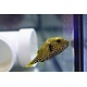 Scribbled Arothron Puffer (Arthron mappa)
