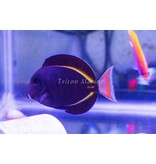 Achilles x Gold Rim Hybrid Tang - Acanthurus achilles X Acanthurus nigricans