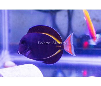 Achilles x Gold Rim Hybrid Tang - Acanthurus achilles X Acanthurus nigricans
