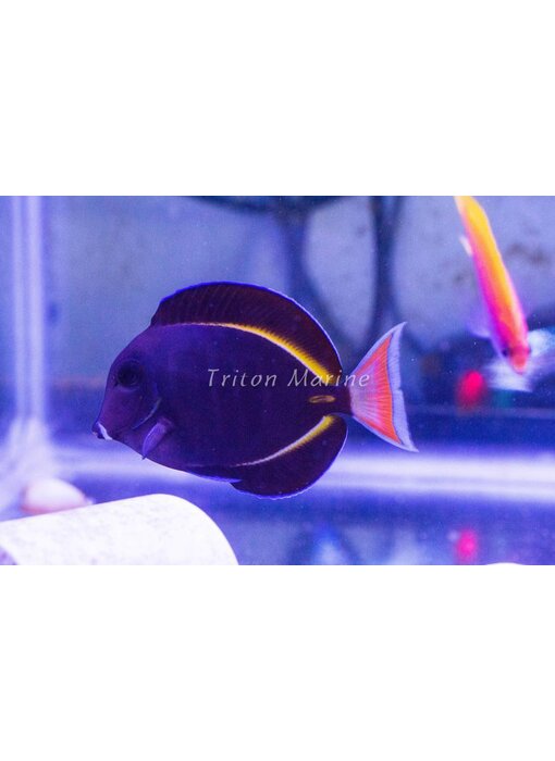 Achilles x Gold Rim Hybrid Tang - Acanthurus achilles X Acanthurus nigricans