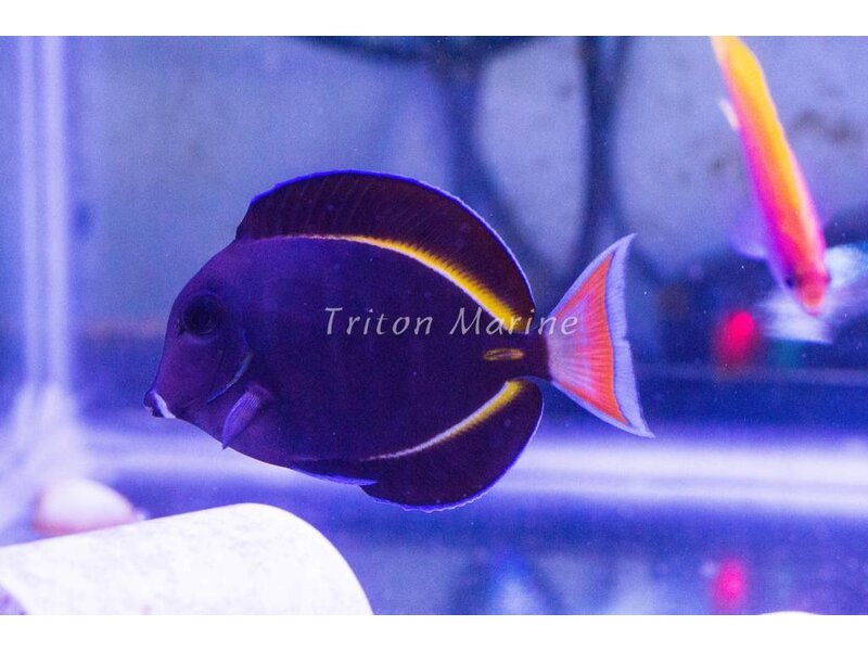 Achilles x Gold Rim Hybrid Tang - Acanthurus achilles X Acanthurus nigricans