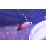 Firefish (Nemateleotris magnifica) G