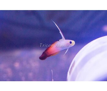 Firefish (Nemateleotris magnifica) G