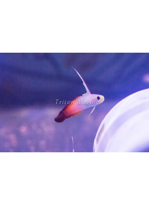 Firefish (Nemateleotris magnifica) G