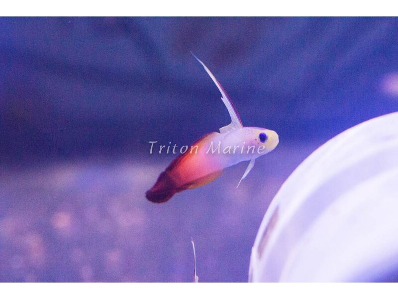 Firefish (Nemateleotris magnifica) G