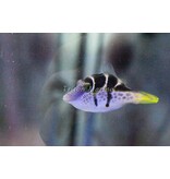 Mimic Saddle Puffer (Paraluterus prionurus) Filefish G