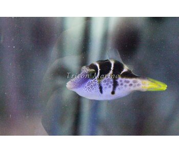 Mimic Saddle Puffer (Paraluterus prionurus) Filefish G