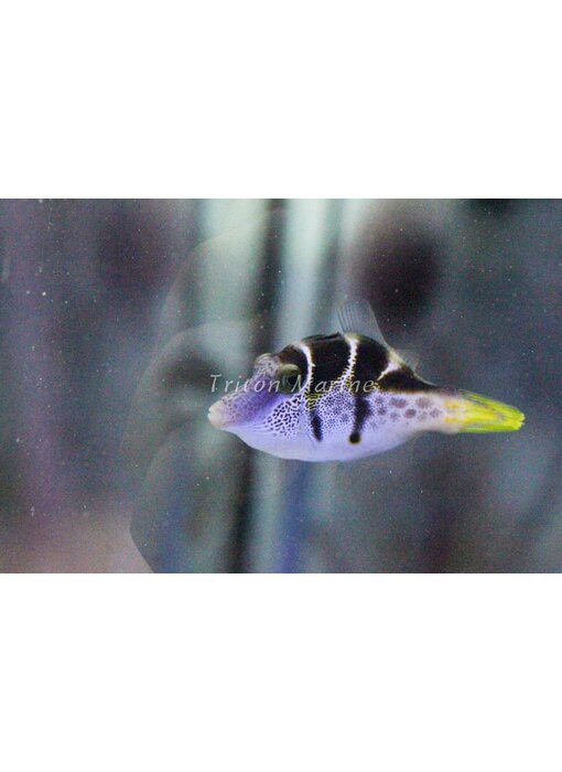 Mimic Saddle Puffer (Paraluterus prionurus) Filefish G