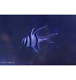 Banggai Cardinalfish (Pterapogon kauderni) Captive Bred