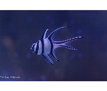 Banggai Cardinalfish (Pterapogon kauderni) Captive Bred